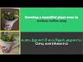How to reuse broken coffee mug as plant pot|எப்படி உடைந்த காபி கப்பை அழகான செடி தொட்டியாக மாற்றலாம்?
