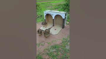Best Bird Trap using cardboard box - quail trap #shortvideo #youtubeshorts #shorts