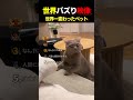 世界一ペットらしくない行動するペットランキングTOP5【人間かと思われる】