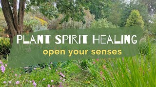 Plant Spirit Healing the beauty of nature for wellbeing