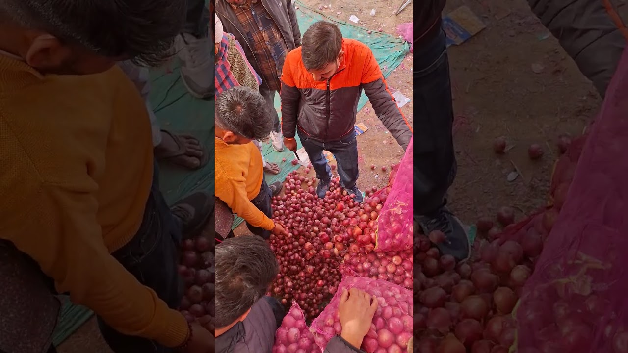 आज की LIVE प्याज बोली खैरथल मंडी, किसानों के लिए खुशखबरी या चिंता 