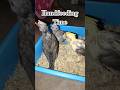 Hungry Cockatiel Babies Enjoy Their Feeding Time 🥰🦜#birds #parrot #cockatiel #shorts