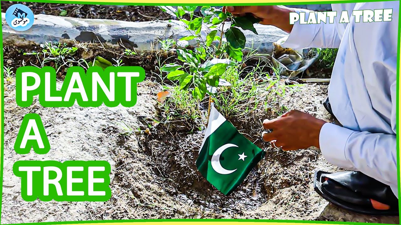 PLANTING A TREE | TIMELAPSE | MUSAWI FILMS