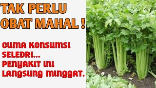Manfaat Daun Seledri Untuk Kesehatan | Mengontrol Gula Darah Hingga Memelihara Kesehatan Jantung