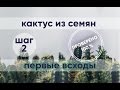 Всходы КАКТУСА  из семян | ПРОЩЕ НЕ БЫВАЕТ | ШАГ 2