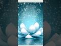 The divine lotus flower explore naturesymphony nature earth flowers shorts