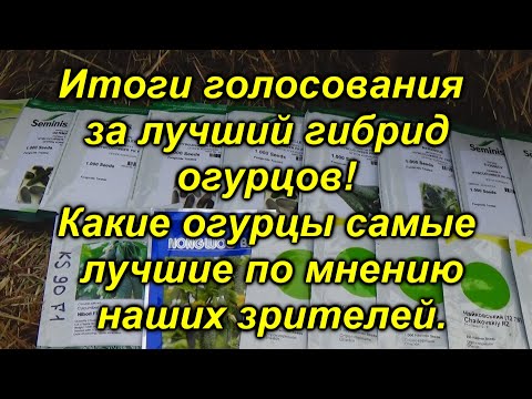 Видео: Краставица Маринда. Тайните на добрата реколта