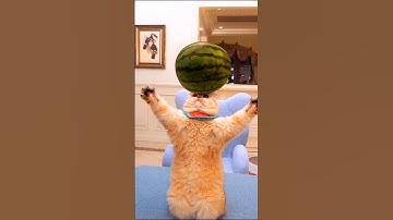 Funniest Animals 2023 🤣New Funny Cats Video that will LIFT YOUR MOOD! #tiktokmashup #cats #funnycat