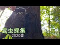 【昆虫採集】カブトムシ・クワガタを探しにいく！