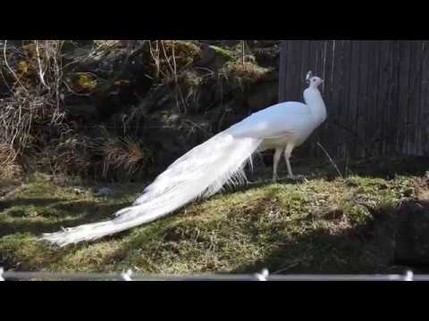 白孔雀 White peacock 2019 0331 - YouTube