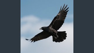 Blackbird Fly High