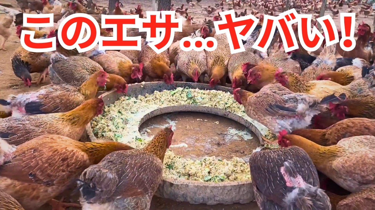 田舎の小さな養鶏場で、かわいいニワトリたちと過ごす何気ない一日