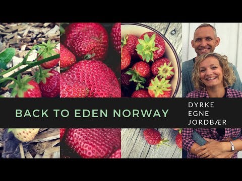 Video: Min Erfaring Med å Dyrke Småfruktede Og Storfruktede Jordbær