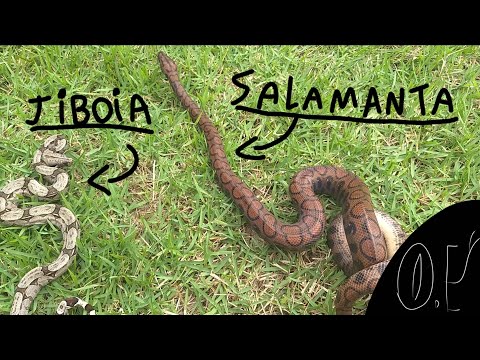 Vídeo: Diferença Entre Salamandra E Salamandra