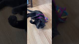 Ezio’s a Special type of cat 🤣 #assassinscreed #cat #viral #shorts #funny #clips