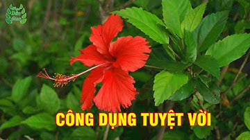 Công Dụng Bất Ngờ Của Cây Dâm Bụt | Mẹo Dân Gian