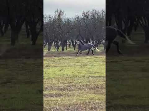 Επιδρομή αλόγων σε