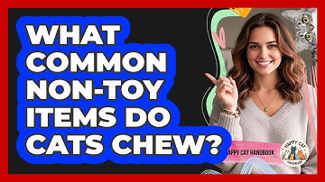 What Common Non-Toy Items Do Cats Chew?
