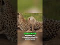 Cheetahs: Speed, Survival, and Conservation Explained #shorts