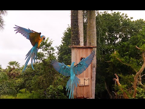 15 more chicks fledge to the wild: Laney Rickman Blue-throated Macaw Reserve Nest Box Program 2023