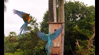 15 more chicks fledge to the wild: Laney Rickman Blue-throated Macaw Reserve Nest Box Program 2023