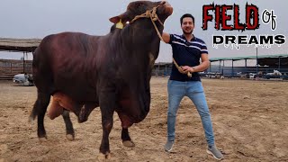 Sakran Cattle Farm Dancing Brahman  Biggest Collection Dangerous Bulls  Karachi Cattles Bakraeid