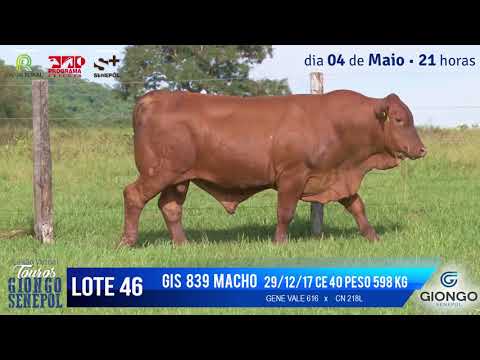 LOTE 46 GIS 839