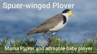 Spuer-Winged Plover And Baby Plover, A Bird With Yellow Mask On Face, And Their Adroable Baby Plover