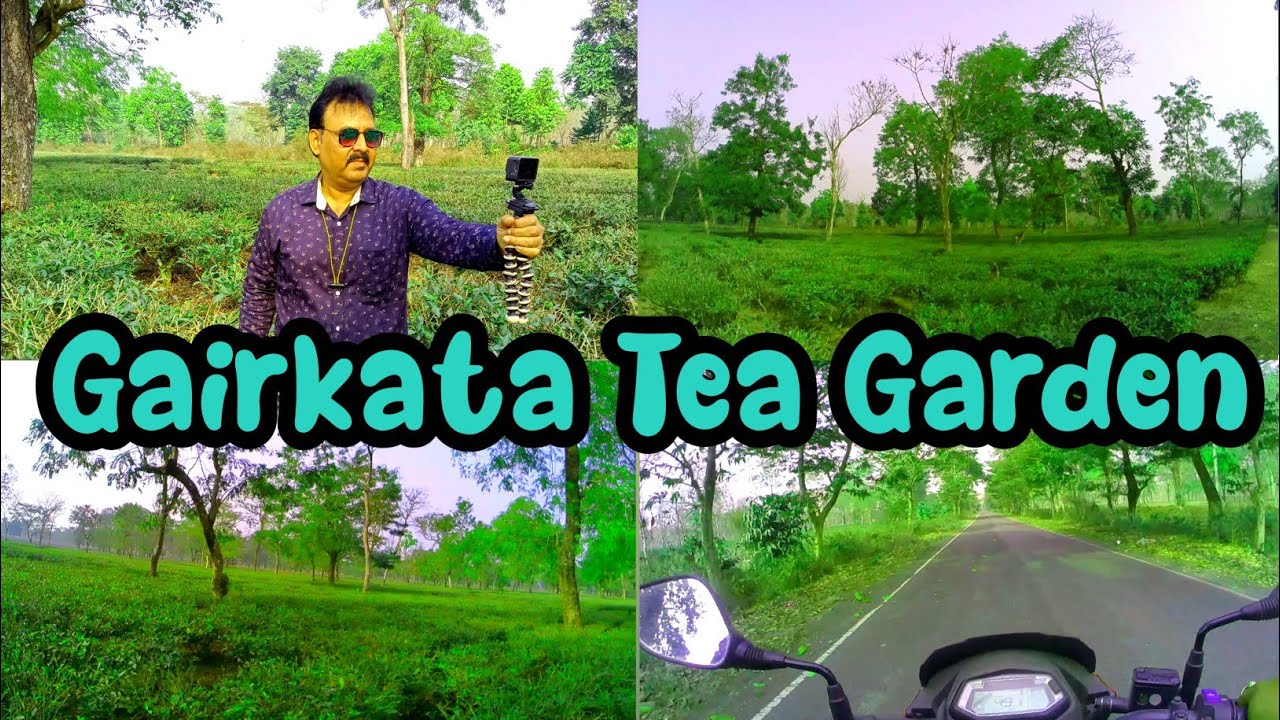 North Bengal famous tea garden||The Gairkata Tea garden||@jajabarbapi
