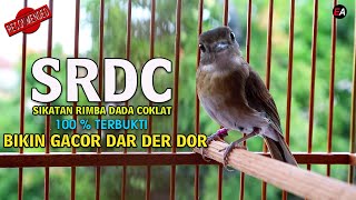 TERAPI BIKIN SRDC GACOR NYULING