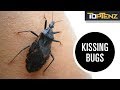 Top 10 Deadliest Bugs