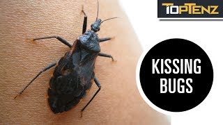 Top 10 Deadliest Bugs