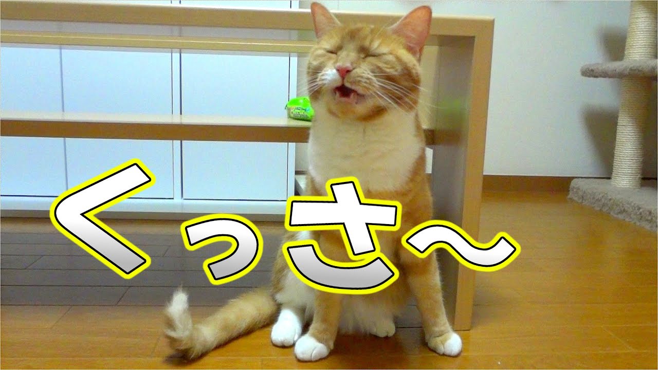 猫の発情期を徹底解説 発情の期間 特徴 対策など Cat Press キャットプレス