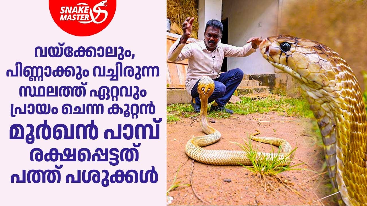 മൂർഖൻ പാമ്പിനെ കണ്ടാൽ ഹാർട്ട് അറ്റാക്ക് വരും,10 പശുക്കൾ രക്ഷപ്പെട്ടു| Vava Suresh | Snakemaster 1118