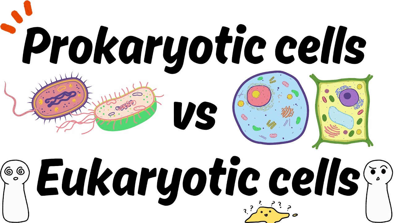 Prokaryotic Cells vs Eukaryotic Cells | difference between Prokaryotes ...