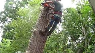 ANOTHER TREE - 70 foot (80 foot) bull pine tree in my backyard GETTIN CUT DOWN - (part 3 of 3)