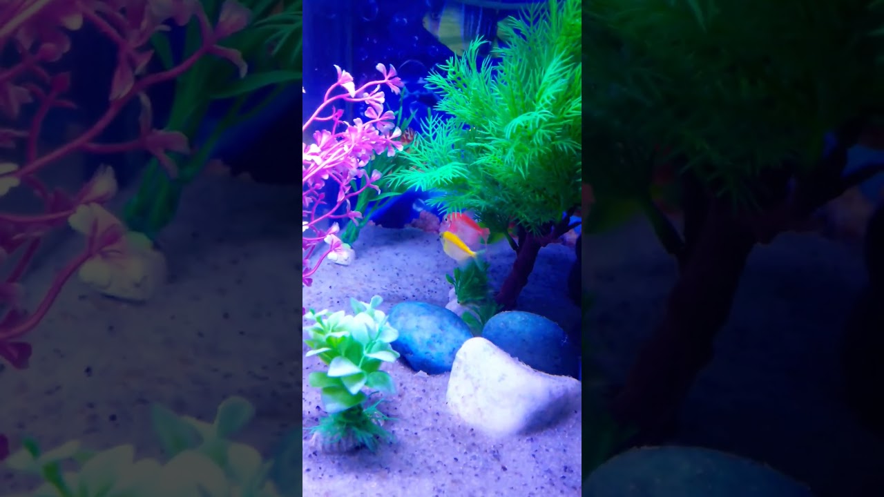 Colourful Widows #shorts #widow #trending #fish #viral #aquarium #fishvideo