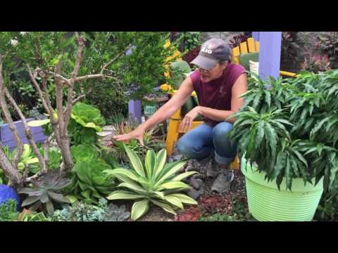 Succulent
