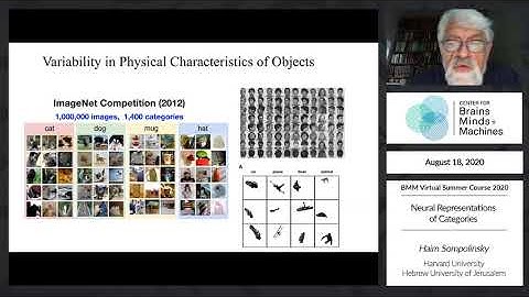 Neural Representations of Categories