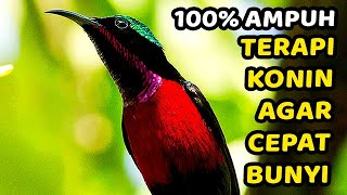 KOLIBRI GACOR !! KOLIBRI NINJA GACOR FULL ISIAN TONJOLAN MEWAH, PASTI COCOK BUAT MASTERAN screenshot 2