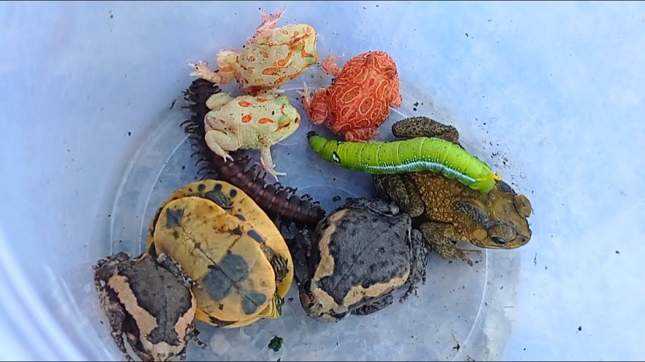 catching reptiles and amphibians, beautiful frogs, beautiful green caterpilars that are very amazing