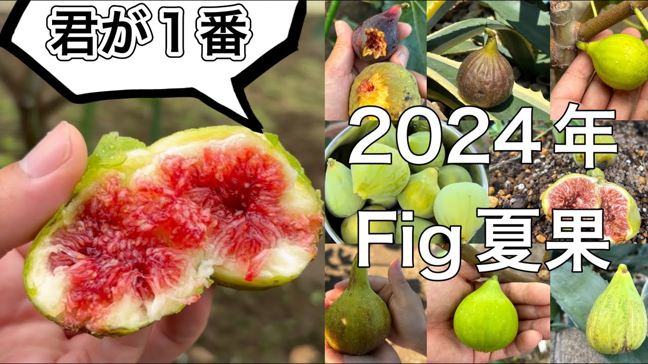 【2024年イチジク夏果】1番美味しかった品種紹介！真っ赤な果肉に感動！鉢植え・地植えどちらでも簡単に育てられます。