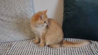 Corsica/ British shorthair girl by Diana's Dream cattery 75 views 1 year ago 25 seconds