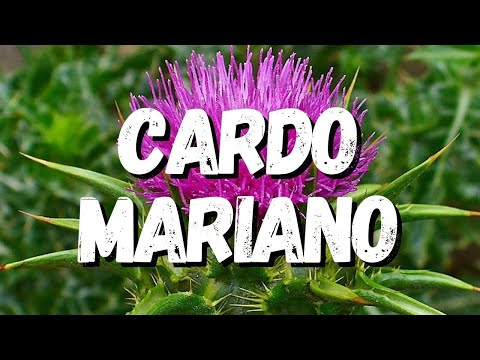 Cardo Mariano: Um Guia Completo Desta Planta