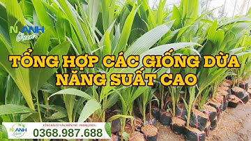 Dừa Xiêm Lùn Giống: Hàng Mới Về, Chọn Lọc Kỹ Càng, Đảm Bảo Chất Lượng