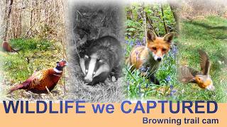 WILDLIFE we captured | Browning Recon Force Elite trail cam | Mid Wales, UK