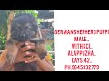 #shortvedio#puppies for sale in Kerala #dogs for sale in Kerala India