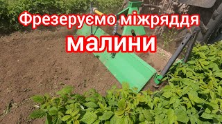 Огляд малини та фрезерування міжряддя малини грунтофрезою Бомет (Bomet) ЮМЗ 8240. Ремонтантна малина