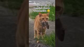 El gato que fue a sorprenderla y terminó siendo sorprendido 😯 #humor #sorpresas #comico #gatos