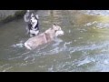 Husky fight in the river -IV-